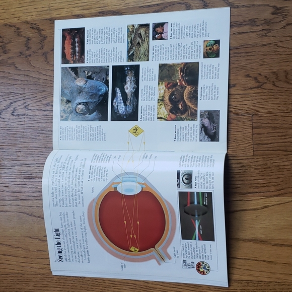 Vintage 90s Kids Discover Magazine Light Volume 3 Issue 8 October 1993 - Picture 4 of 11